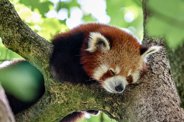 Красная панда, Ailurus fulgens, также называемая меньшей пандой . — стоковое фото
