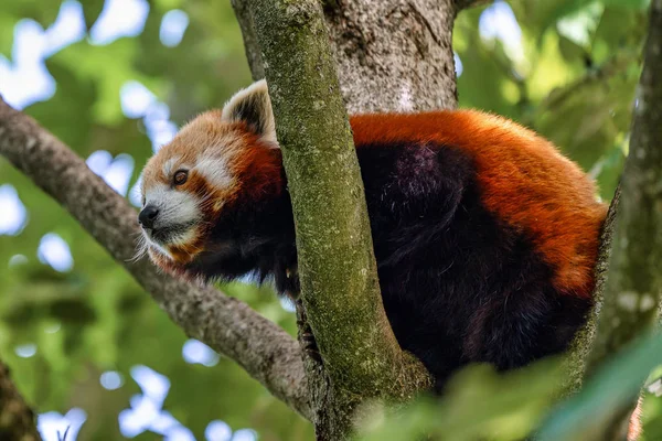 The red panda, Ailurus fulgens, also called the lesser panda. — Stock Photo, Image