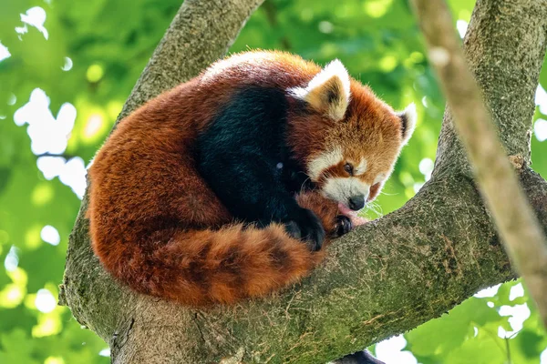 El panda rojo, Ailurus fulgens, también llamado el panda menor . — Foto de Stock