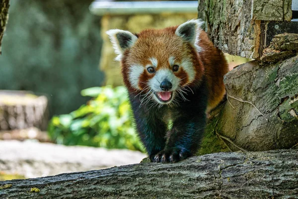 The red panda, Ailurus fulgens, also called the lesser panda.