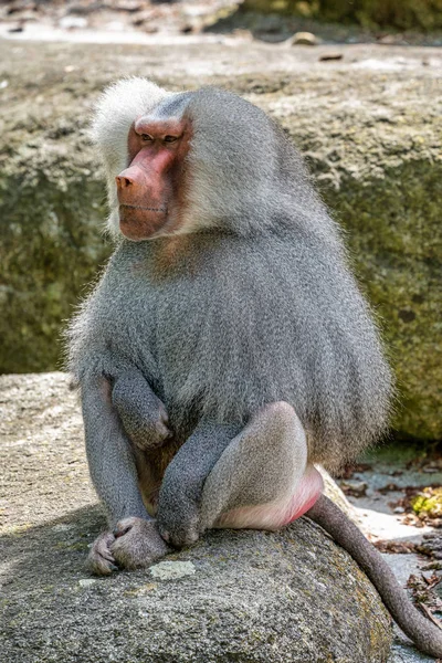 Papio hamadryas é uma espécie de babuíno do gênero "Papio" — Fotografia de Stock