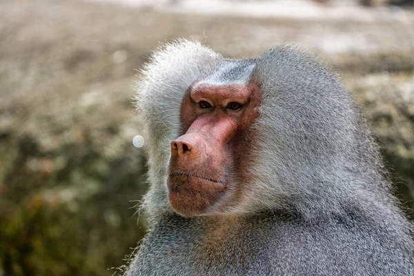 Le babouin des hamadryas, Papio hamadryas est une espèce de babouin — Photo