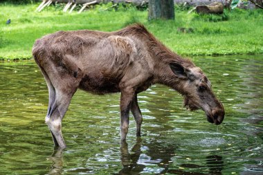 Avrupa Moose, Alces alces, olarak da bilinen geyik