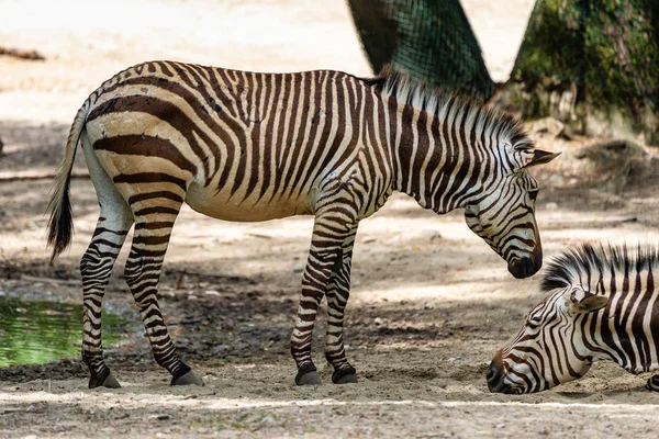 Hartmanns Mountain Zebra, Equus zebra hartmannae. Una cebra en peligro — Foto de Stock