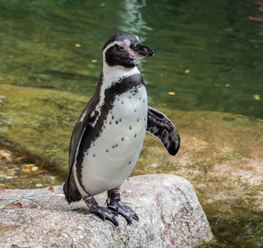 Humboldt pengueni, Spheniscus humboldti Hayvanat Bahçesi