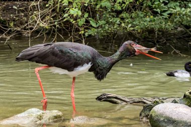 Siyah leylek, Ciconia nigra yakalamak ve bir balık yemek