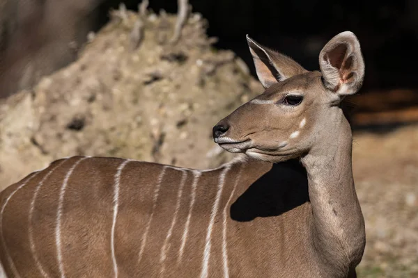 Greater kudu, Tragelaphus strepsiceros è un'antilope boschiva — Foto Stock