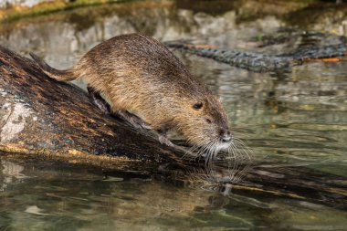 Nehir faresi veya eğitimin olarak da bilinen coypu, Myocastor adatavşanları,