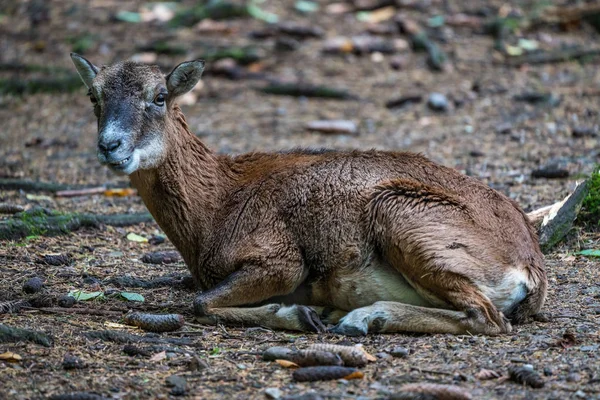 European mouflon, Ovis orientalis musimon. Wildlife animal. — Stock Photo, Image