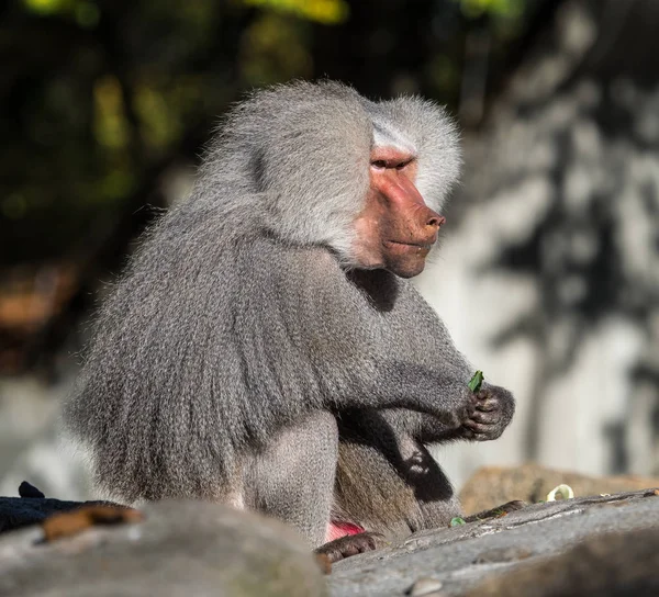 Papio hamadryas é uma espécie de babuíno do gênero "Papio" — Fotografia de Stock