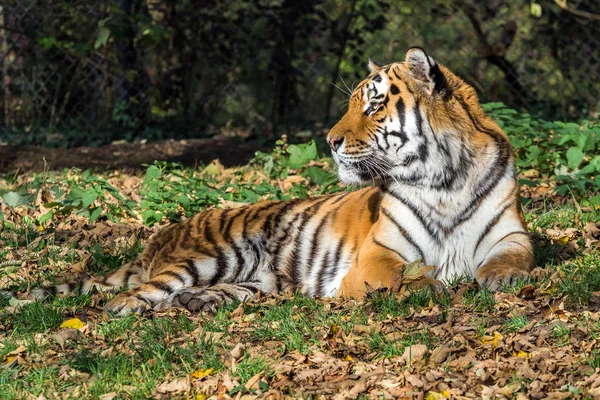 De Siberische tijger, Panthera tigris altaica in de dierentuin — Stockfoto