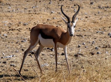Springbok, Antidorcas keseliis içinde Etosha Ulusal Parkı, Namibya.