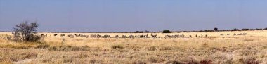 Mountain Zebra, Etosha Ulusal Parkı'ndaki Equus zebra, Namibya