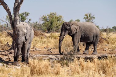 Afrika Fili, Loxodonta Africana in Etosha Ulusal Parkı, Namibya