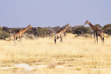 Zürafalar, Etosha Milli Parkı'nda Zürafa camelopardalis, Namibya