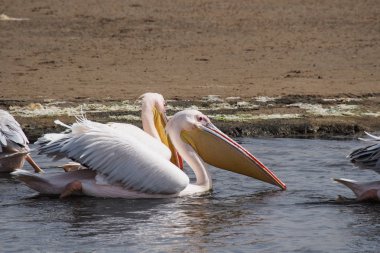 Büyük beyaz pelikan, Pelecanus onocrotalus, Walvis körfezi, Namibya