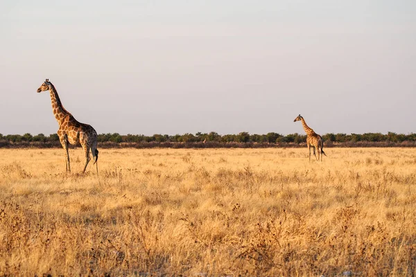 Giraffen, Giraffa camelopardalis im Etoscha Nationalpark, Namibia — Stockfoto