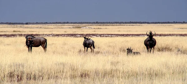 Blaugnu im Etoscha-Nationalpark, Namibia. — Stockfoto