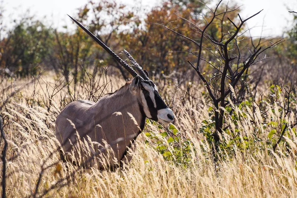 Oryx w sawanny Parku Narodowego Etosha w Namibii — Zdjęcie stockowe