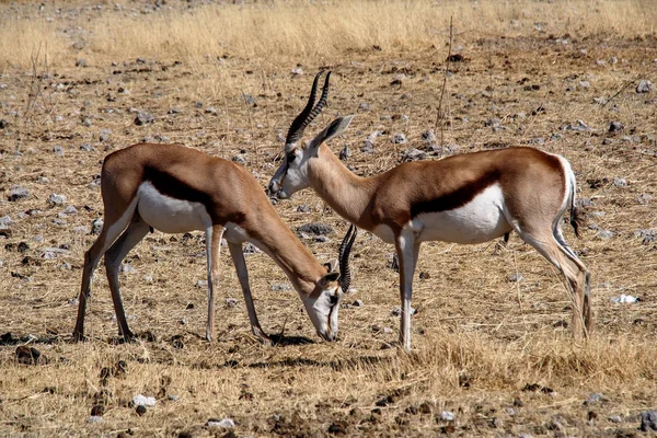 Springbok, Antidorcas marsupialis in Etosha National Park, Namibia. — Stock Photo, Image