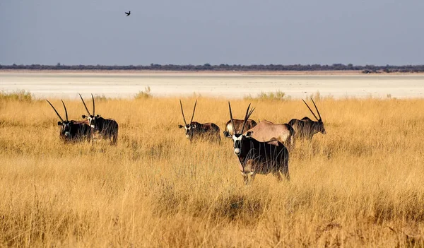 Oryx in der Savanne des Etoscha-Nationalparks in Namibia — Stockfoto