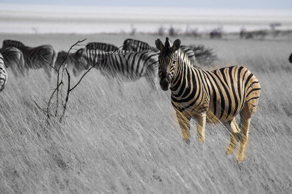 Mountain Zebra, Equus zebra in Etosha National Park, Namibia in Africa