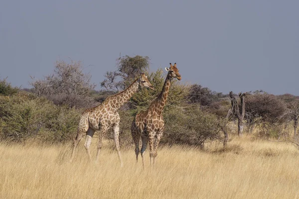 Girafas, Girafa camelopardalis no Parque Nacional de Etosha, Namíbia — Fotografia de Stock