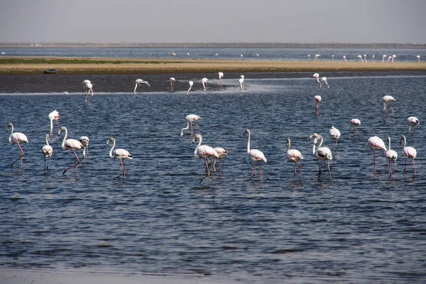 Pembe Flamingolar, Walvis Körfezi'nde Fenikecopterus ruberroseus, Namibya — Stok fotoğraf