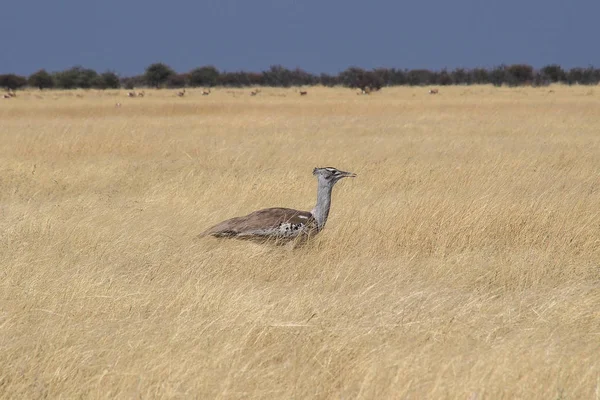 Kori Bustard, Ardeotis kori in Namibia, Etosha National Park — Stock Image Kori Bustard, Ardeotis kori in Namibia, Etosha National Park Royalty Free Stock Images