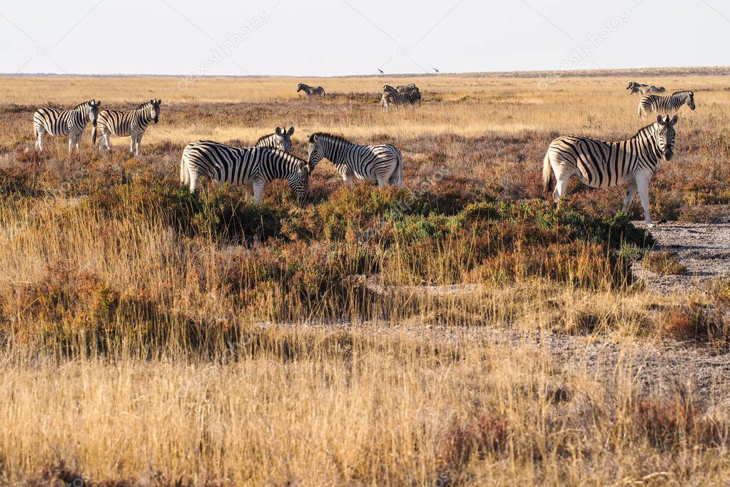 Mountain Zebra, Equus zebra in Etosha National Park, Namibia