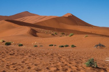 Deadvlei, Sossusvlei'de manzara. Namib-Naukluft Ulusal Parkı, Namibya