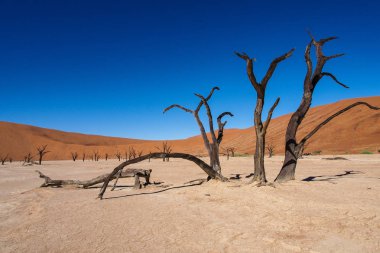 Deadvlei, Sossusvlei'de manzara. Namib-Naukluft Ulusal Parkı, Namibya