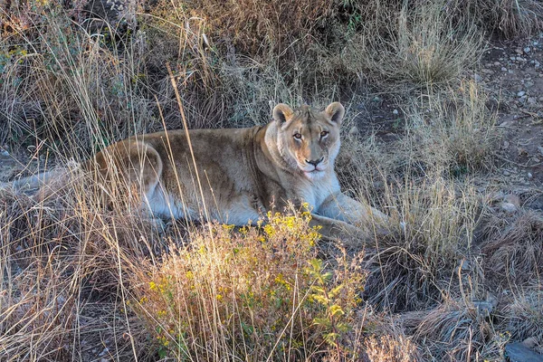 Leão, Panthera leo em uma viagem de carro na Namíbia África — Fotografia de Stock