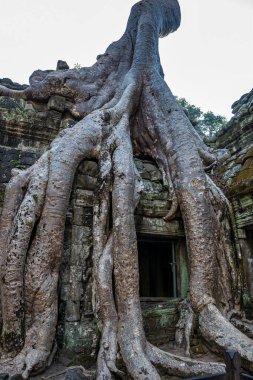 Antik Tapınağı, Ta Prohm, Angkor, Kamboçya