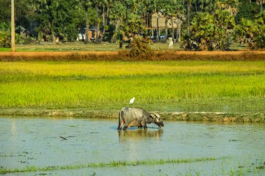 Güzel kırsal seyahat tropikal kırsal bölgesinde, Siem Reap, Kamboçya