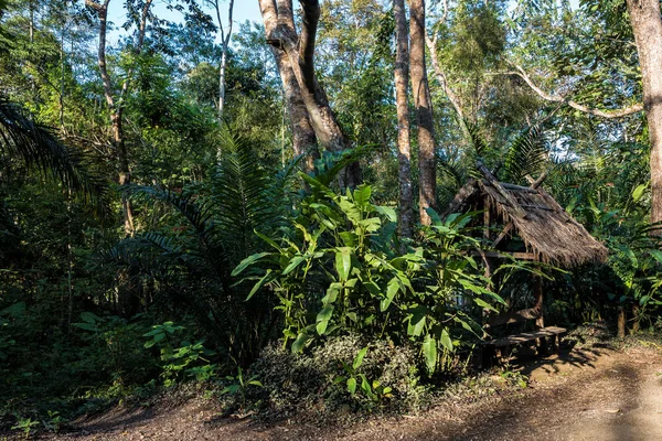 Rain forest near the Tat Kuang Si Waterfalls at Luang prabang, Laos — Stock Photo, Image