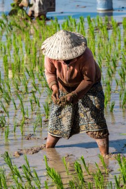 Champasak Vadisi 'nde bir pirinç tarlada çalışan yerel köylüler, Laos