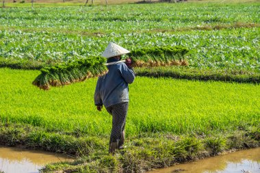 Champasak Vadisi 'nde bir pirinç tarlada çalışan yerel köylüler, Laos