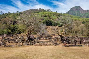 Vat Phou Khmer tapınağı, Laos kalıntıları Plumeria çiçek ağaçları