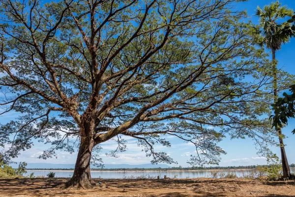 Gran árbol en un pequeño pueblo cerca de las islas Nakasong en Laos . — Foto de Stock