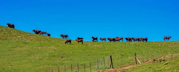 Коровы в Мадригере, Сьерра-де-Грасалема, Андалусия, Испания . — стоковое фото