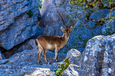 İspanyol Ibex, Torcal de Antequera Ulusal Parkı'ndaki Capra pyrenaica, İspanya