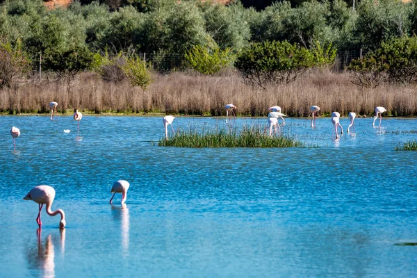 Büyük Flamingolar Içinde Lagoon Fuente de Piedra, Endülüs, İspanya — Stok fotoğraf