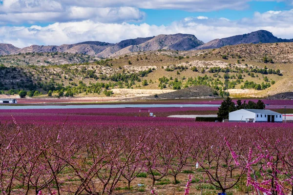 Huertos en flor. Florecimiento de árboles frutales en Cieza, Murcia España — Foto de Stock