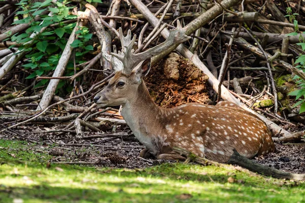 Damwild, dama mesopotamica ist ein wiederkäuendes Säugetier — Stockfoto