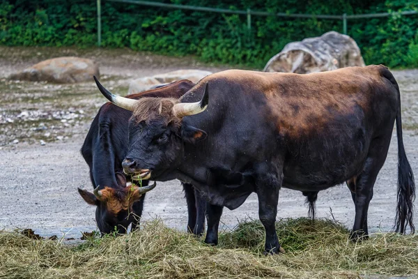 一体牛、ボスのゾウおうし座または動物園でオーロックス — ストック写真