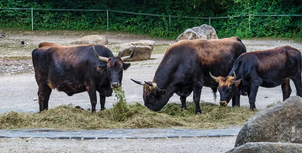 一体牛、ボスのゾウおうし座または動物園でオーロックス — ストック写真