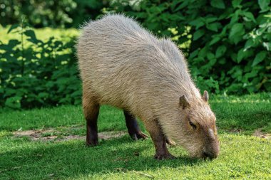 Capybara, Hidrochoerus hidrochaeris taze yeşil çim üzerinde otlatma