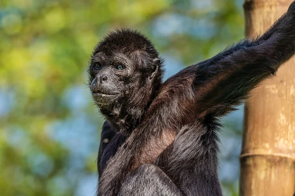 Черноголовая паукообразная обезьяна, Ateles fusciceps является видом паукообразной обезьяны — стоковое фото