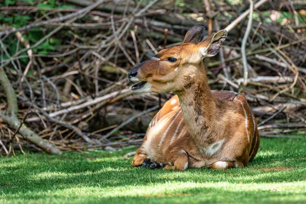 Nyala Antelope - Tragelaphus angasii (em inglês). Vida selvagem animal . — Fotografia de Stock